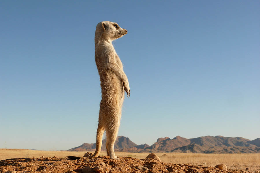 Meerkat watching